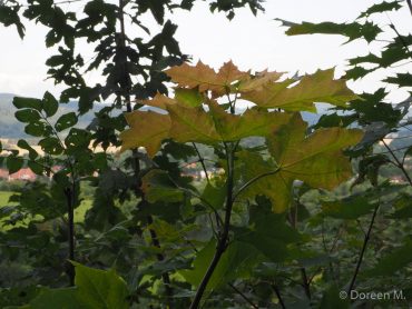 Fotokurs auf dem Himmelreich im Südharz