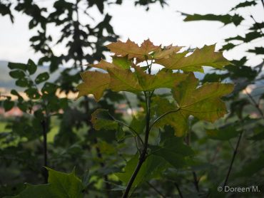 Fotokurs auf dem Himmelreich im Südharz