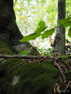 Fotokurs auf dem Himmelreich im Südharz