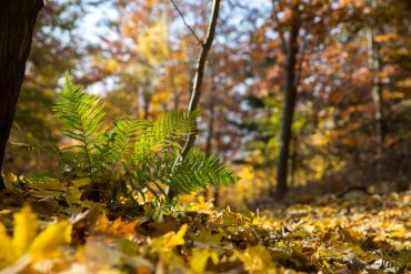 Landschaftsfotografie im Südharz - Drei-Täler-Blick