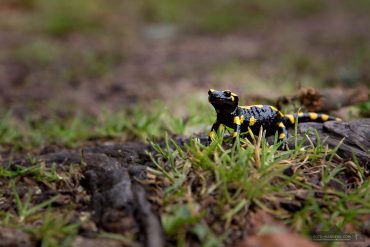 Feuersalamander bei der Fotokurs-Wanderwoche Harz-Herbst mit Foto-Wandern.com