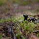 Feuersalamander bei der Fotokurs-Wanderwoche Harz-Herbst mit Foto-Wandern.com