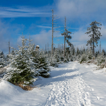 Winter-Fotowanderungen im Harz mit Foto-Wandern.com