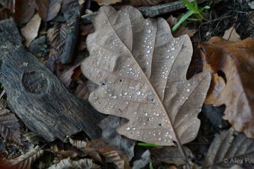 Fotokurs-Wanderwoche im Harz - Herbst 2017
