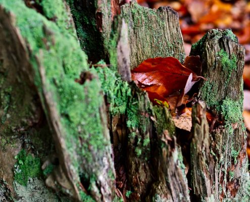 Fotokurs-Wochenende auf dem Malerweg in der Sächsischen Schweiz - Herbst 2017 © Jan S. Fotokurs-Wochenende auf dem Malerweg in der Sächsischen Schweiz - Herbst 2017 © Jan S.
