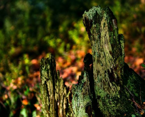 Fotokurs-Wochenende auf dem Malerweg in der Sächsischen Schweiz - Herbst 2017 © Jan S. Fotokurs-Wochenende auf dem Malerweg in der Sächsischen Schweiz - Herbst 2017 © Jan S.