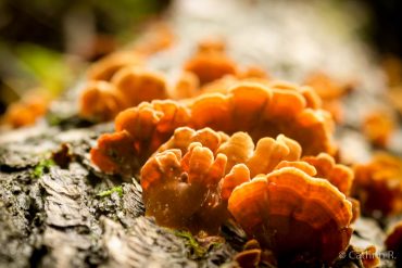 Fotowanderung durch das Bodetal im Harz