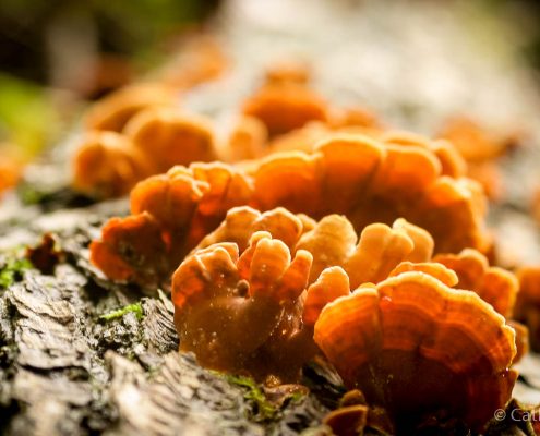 Fotowanderung durch das Bodetal im Harz Fotowanderung durch das Bodetal im Harz