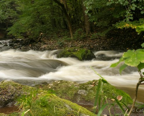 Fotowanderung durch das Bodetal im Harz Fotowanderung durch das Bodetal im Harz