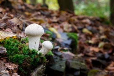 Herbst im Bodetal, Harz