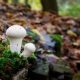 Herbst im Bodetal, Harz