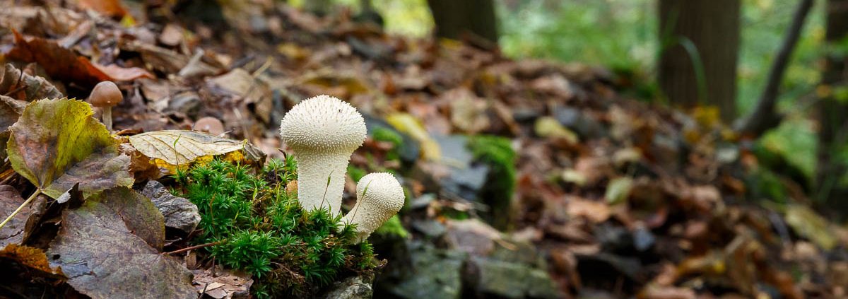 unterwegs im Bodetal - Harz