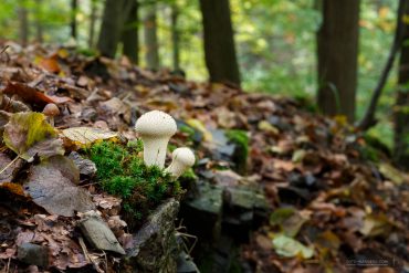 unterwegs im Bodetal - Harz