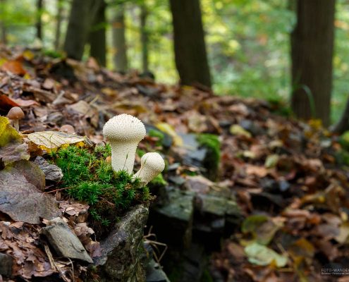 unterwegs im Bodetal - Harz