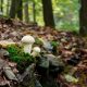 unterwegs im Bodetal - Harz