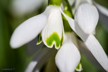Fotokurs Makrofotografie im Frühjahr