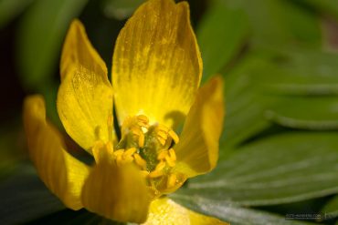 Fotokurs Makrofotografie im Frühjahr