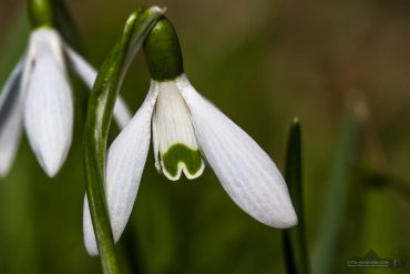 Fotokurs Makrofotografie im Frühjahr