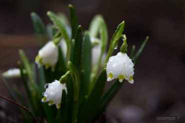 Fotokurs Makrofotografie im Frühjahr