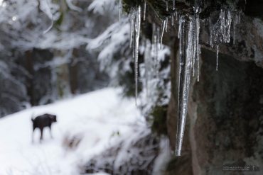 Winter-Fotowanderung Rehberger Graben