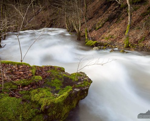 Die Beere im Naturpark Südharz