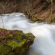 Die Beere im Naturpark Südharz