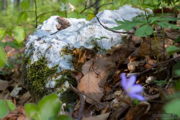 Fotokurs-Wanderwoche im Harz - Frühjahr