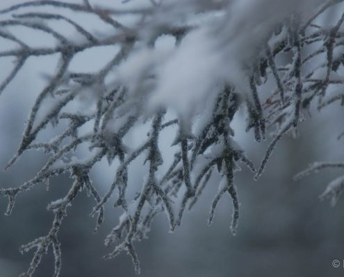 Winter-Fotowanderung im Oberharz © Insa B.
