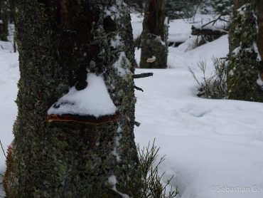 Winter-Fotowanderung im Oberharz © Sebastian G.