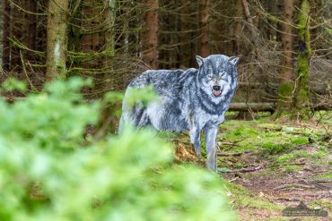 Fotowanderung auf dem Naturmythenpfad im Nationapark Harz bei Braunlage