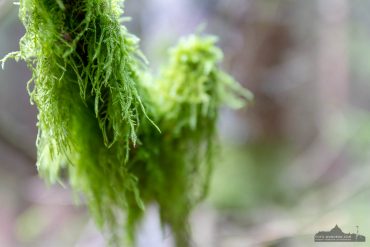 Fotowanderung auf dem Naturmythenpfad im Nationapark Harz bei Braunlage