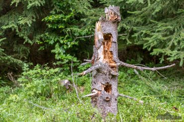 Fotowanderung auf dem Naturmythenpfad im Nationapark Harz bei Braunlage