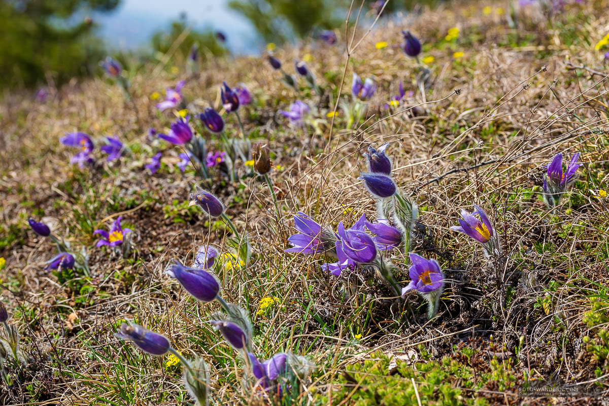 Fotoworkshop-Wochenende Harz-Frühjahr in der Badraer Schweiz