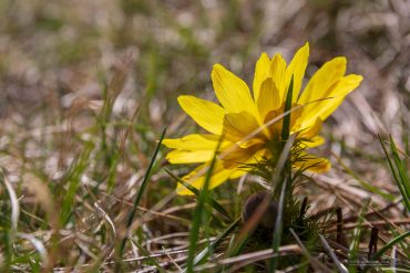 Adonisröschen auf dem Karstwanderweg