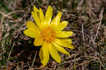 Adonisröschen auf dem Karstwanderweg