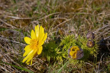 Adonisröschen auf dem Karstwanderweg