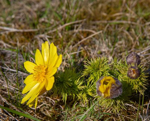 Adonisröschen auf dem Karstwanderweg