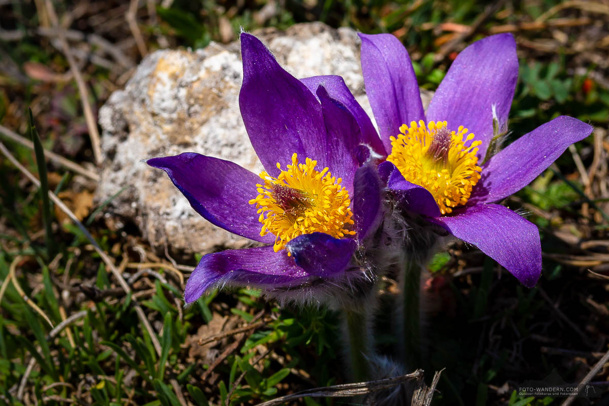 Kuhschellen auf dem Fotoworkshop-Wochenende Harz-Frühjahr