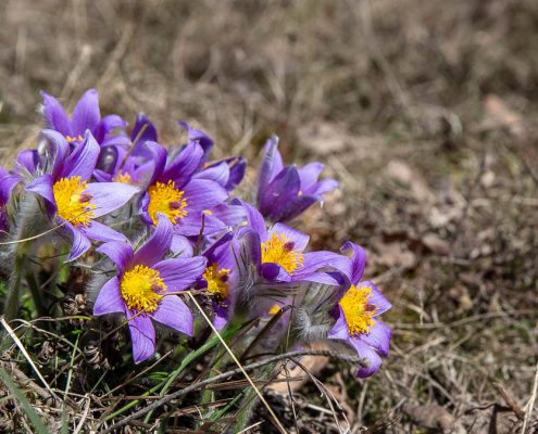 Pulsatilla - Kuhschelle