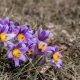 Pulsatilla - Kuhschelle