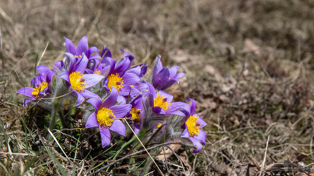 Pulsatilla - Kuhschelle