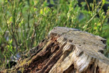 Fotowanderung auf dem Naturmythenpfad