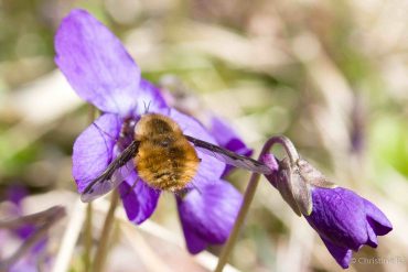 Fotowochenende Karstwanderweg im Frühjahr 2018