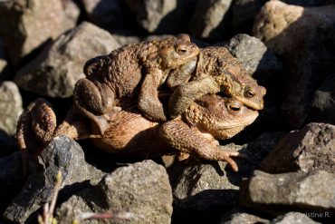 Fotowochenende Karstwanderweg im Frühjahr 2018