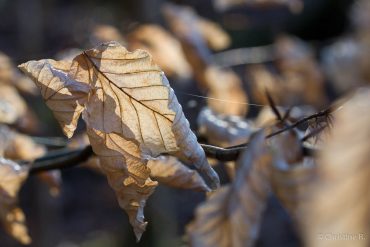Fotowochenende Karstwanderweg im Frühjahr 2018