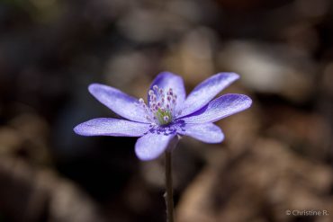 Fotowochenende Karstwanderweg im Frühjahr 2018