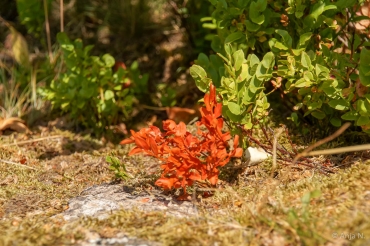 Fotoworkshop-Wochenende im Harz © Anja N.