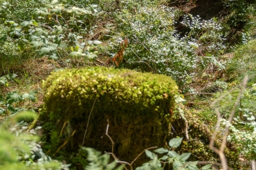 Fotoworkshop-Wochenende im Harz © Anja N.