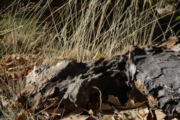 Fotoworkshop-Wochenende im Harz - Herbst 2018