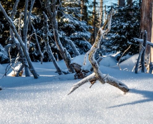 Winter-Fotowanderung im Oberharz